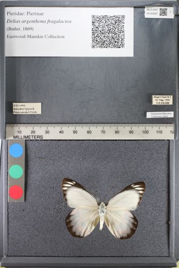 Media type: image;   Entomology 140087